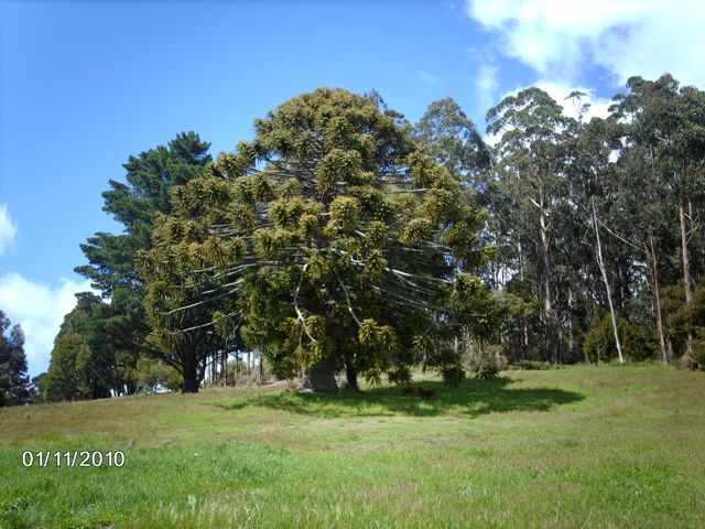 monkey-puzzle-tree